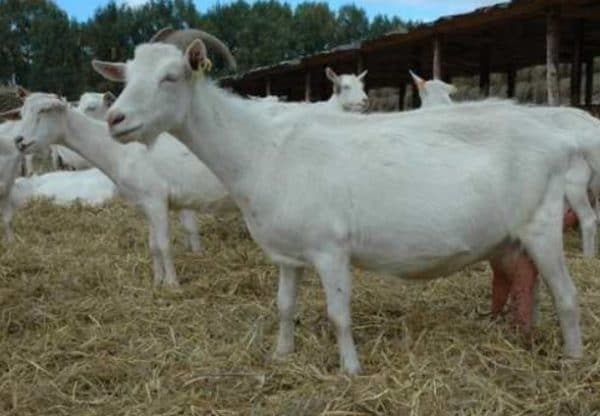 Пестрые немецкие козы – особенности породы
