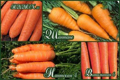 Популярный сорт моркови канада – нюансы его посадки и ухода
