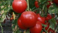 Серия томатов «король рынка»: описание и характеристика сортов