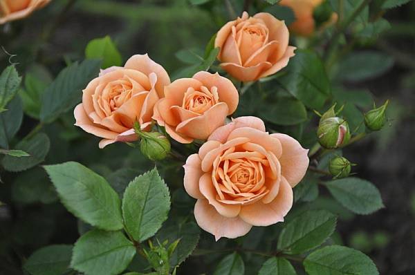 Роза — королева цветов: посадка и уход в открытом грунте