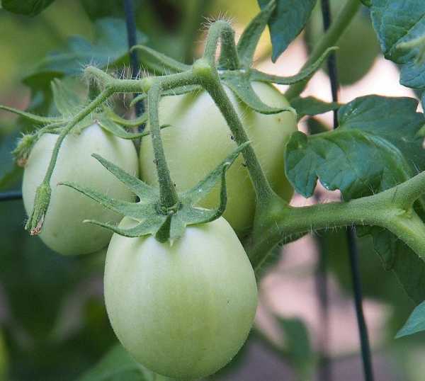 Томаты рио фуего описание. описание томата рио фуего: характеристика и выращивание сорта