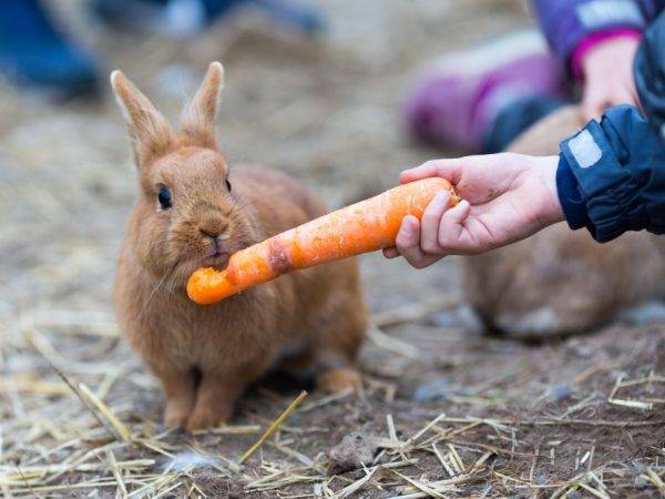 Какими овощами и фруктами кормить кроликов