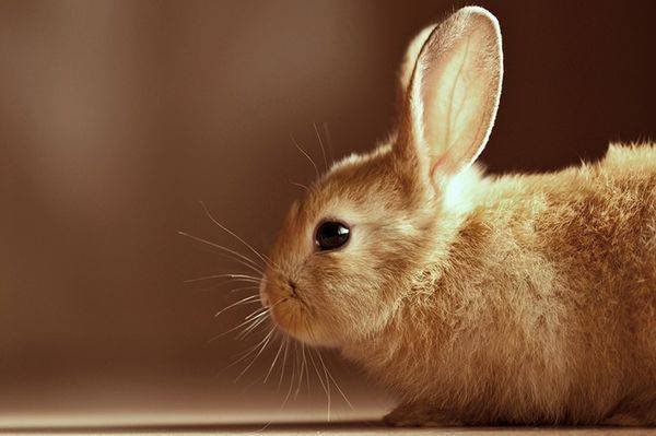 Вздутие живота у кроликов: причины, лечение и профилактика