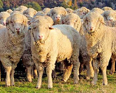 Всё о романовской породе овец. характеристики, отзывы, фото и видео