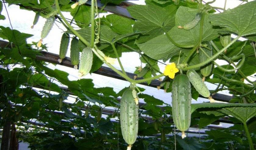 Как вырастить кабачки: простые советы и необычные способы получения урожая