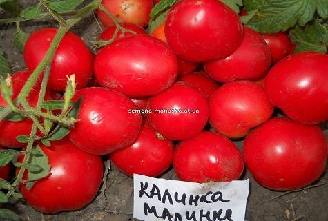 Урожай вкусных помидор без особых хлопот — томат «калинка-малинка»: описание сорта, его достоинства и недостатки