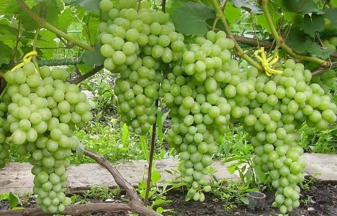 Виноград низина – урожайный гибрид
