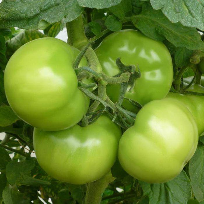 Лучшие сорта и гибриды томата