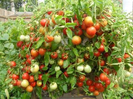 Сорта низкорослых томатов для выращивания в открытом грунте