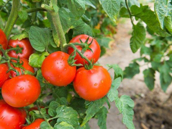 Характеристики и особенности агротехники томата кострома