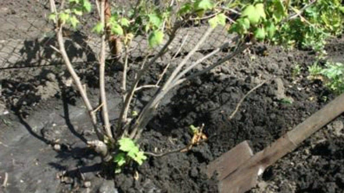 Как правильно посадить или пересадить чёрную смородину