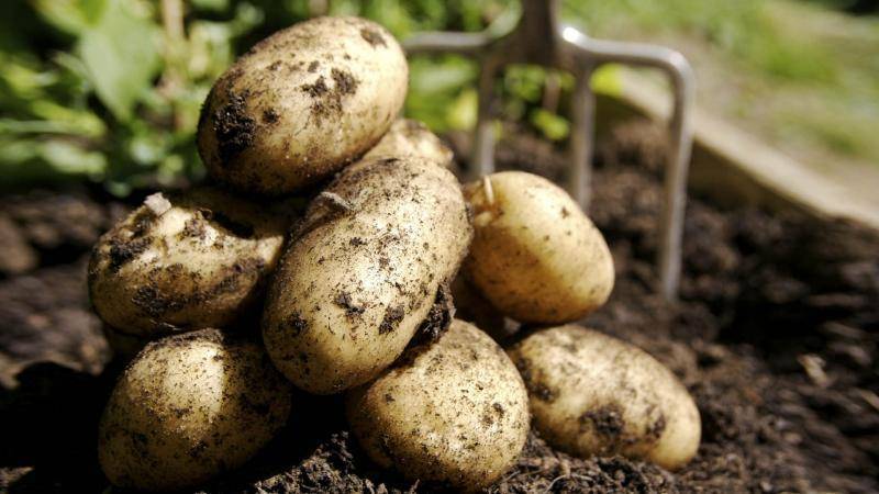 Описание сорта картофеля тулеевский — отзывы овощеводов