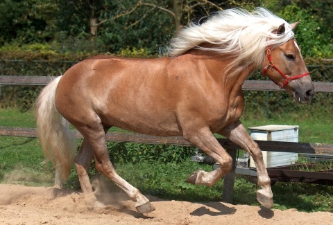 Чубарая масть лошадей: виды и породы