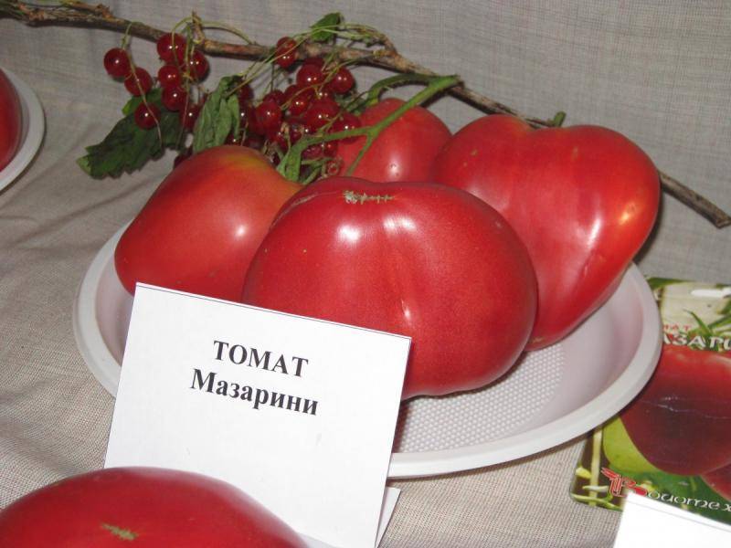 Сорт томата «мазарини»: описание, характеристика, посев на рассаду, подкормка, урожайность, фото, видео и самые распространенные болезни томатов