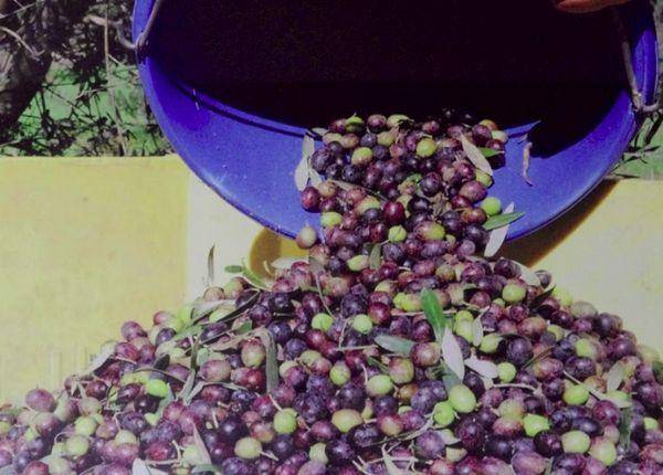 Страны производители оливкового масла