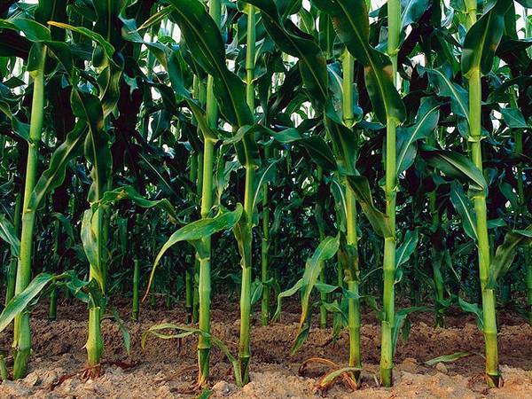 Гербициды для кукурузы – какие лучше использовать, отзывы