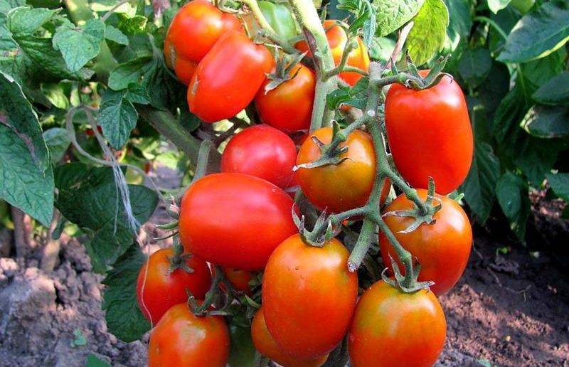 Фото, отзывы, описание, характеристика, урожайность сорта томата «сладкое чудо»