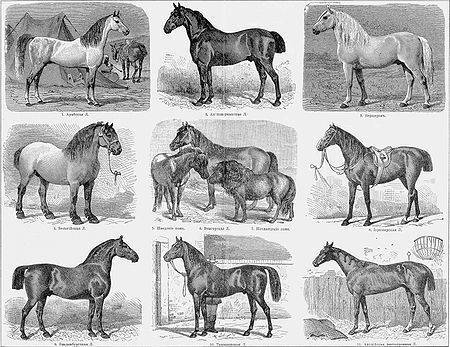 Список и описания 40 самых лучших пород лошадей, характеристики и названия