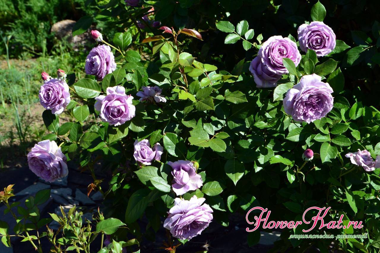 Описание лучших сортов роз: классификация, фото