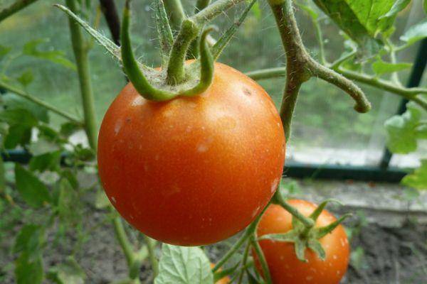 Сорта томатов для самарской области: обзор лучших с фото