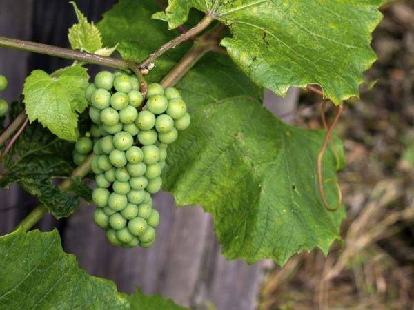 Виноград темпранильо (tempranillo) — характеристика и описание сорта, вкус вина
