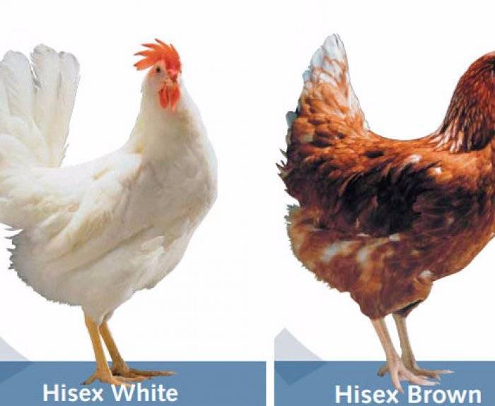 Куры несушки и цыплята хайсекс — белые, коричневые, красные