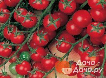 Описание сорта томат Бонапарт, его характеристики и выращивание