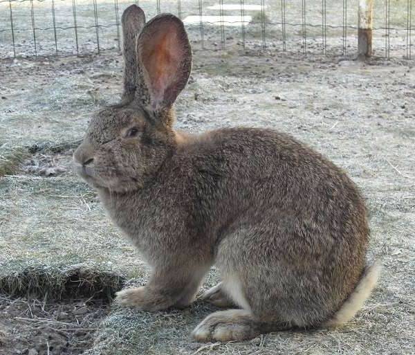 Продуктивная характеристика породы кроликов серый великан