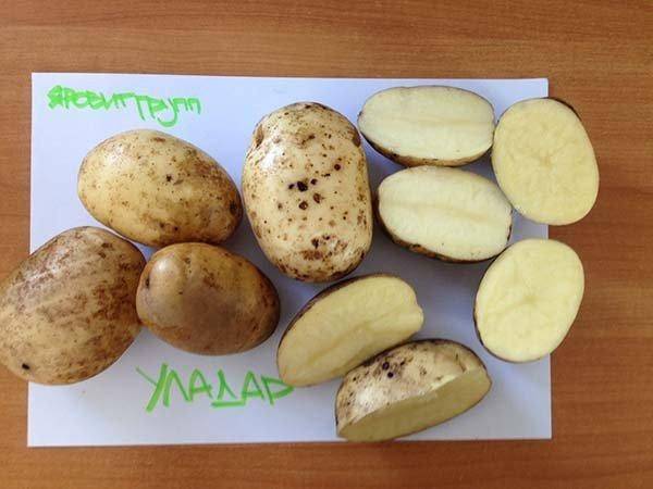 Картофель уладар: описание и характеристики сорта