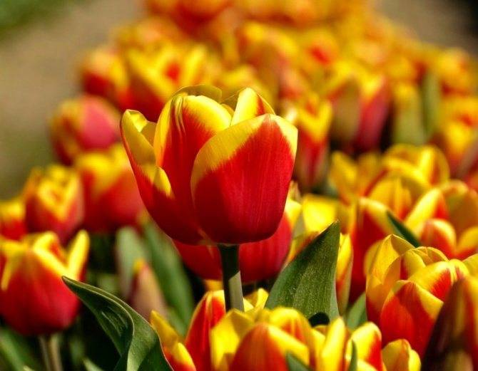 Посадка тюльпанов осенью: когда и как посадить