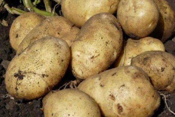 Сорт картофеля «гулливер» – описание и фото