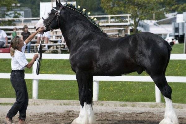 Лошадь породы шайр: описание и характеристика коня