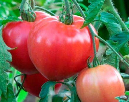 Сорт томата дебют. сорт для фермеров и новичков — томат дебют f1: описание помидоров и особенности их выращивания