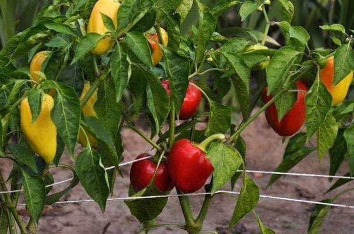 Чем можно подкормить перцы после высадки в грунт для богатого урожая