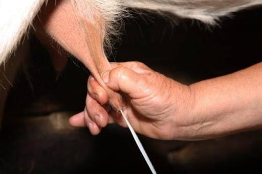 Как правильно доить козу своими руками и аппаратом, советы для начинающих