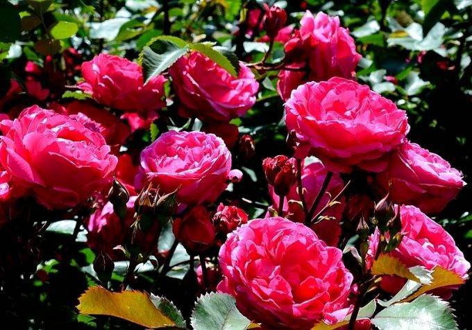 Роза флорибунда: описание, сорта, правила посадки и ухода