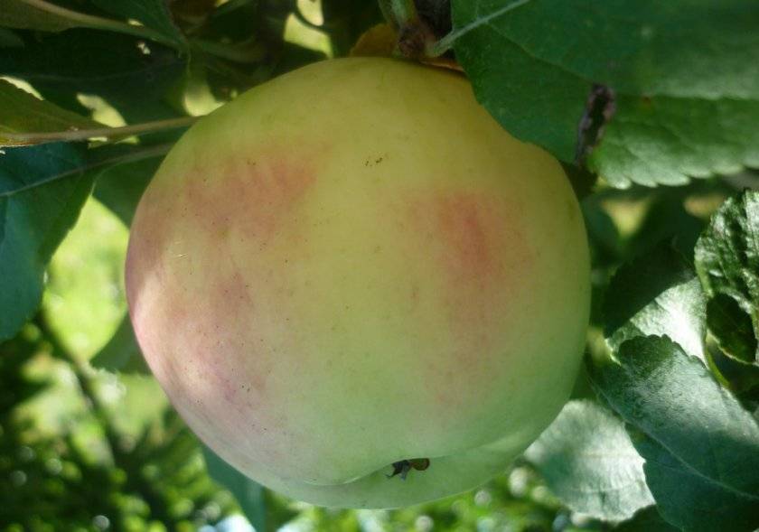Лучший среди зеленых яблок — сорт ренет симиренко