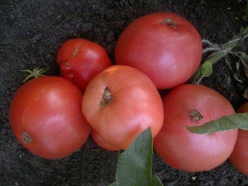 Описание сорта помидор «дикая роза»