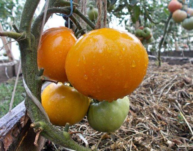 Томат мармелад желтый: описание и характеристика сорта, урожайность с фото