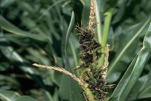 Основные болезни и вредители пшеницы