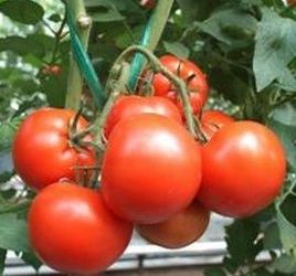Томат женарос: характеристика и описание сорта, урожайность с фото
