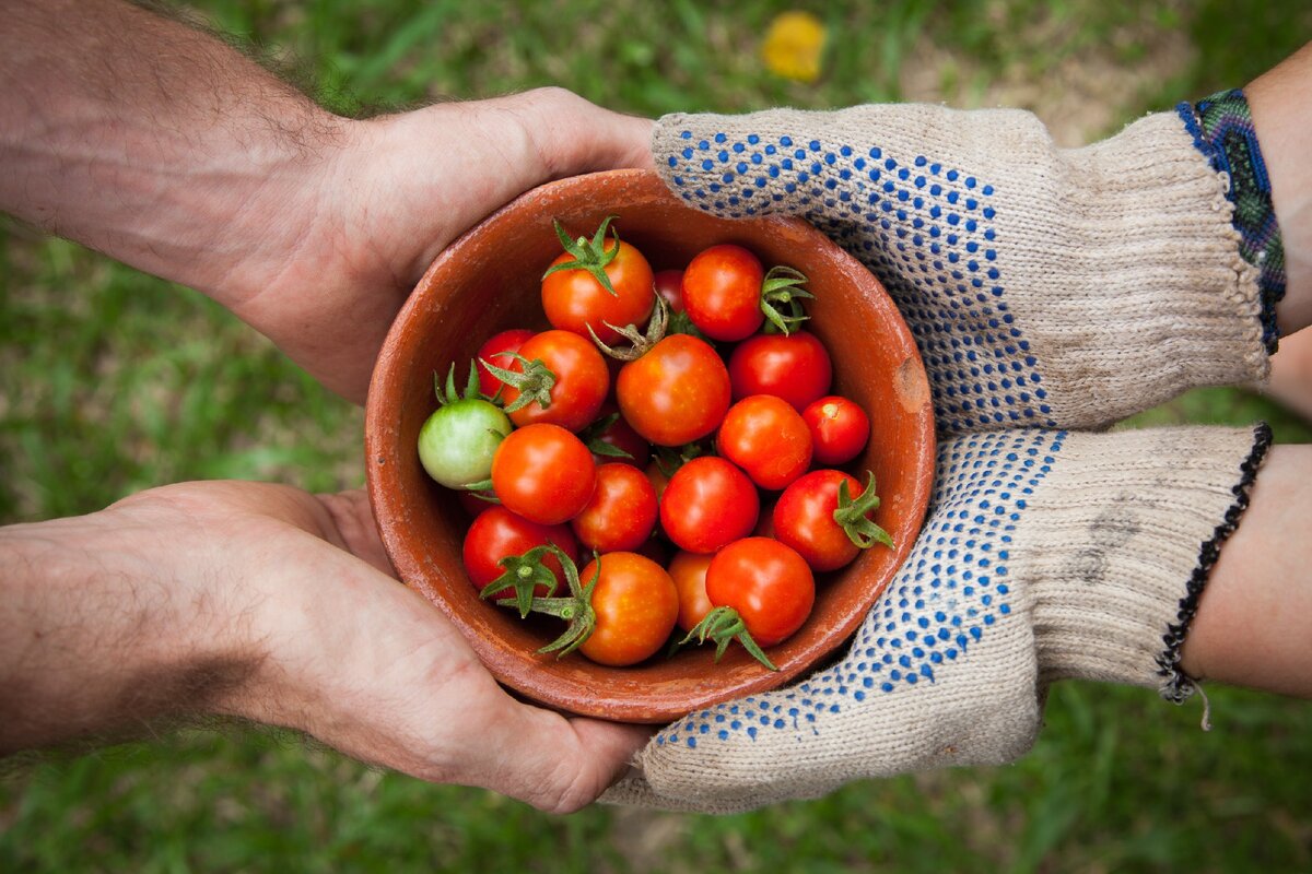 Как замочить семена томатов перед посадкой на рассаду