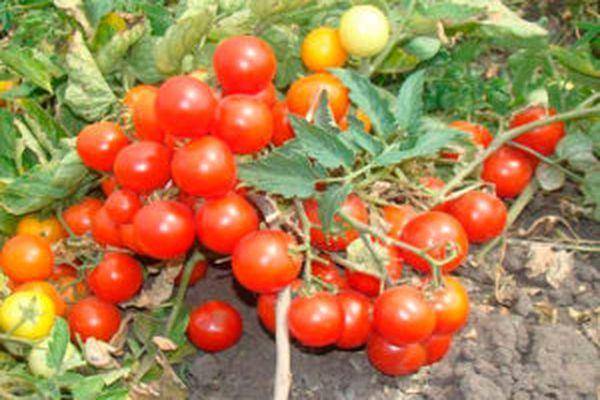 Особенности сорта томатов биг биф f1 и советы по выращиванию
