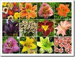 45 лучших сортов лилий с фото: неповторимый вид и аромат для вашего сада