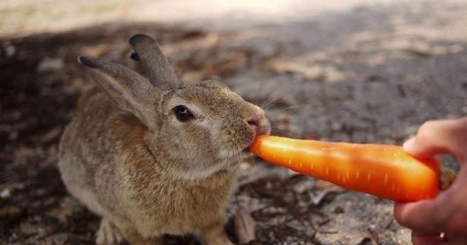 Можно ли давать кроликам капусту? – миф или реальность?