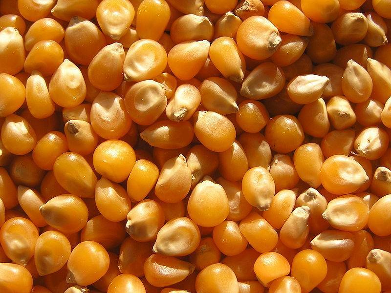 Кукуруза на попкорн: выращивание и лучшие сорта