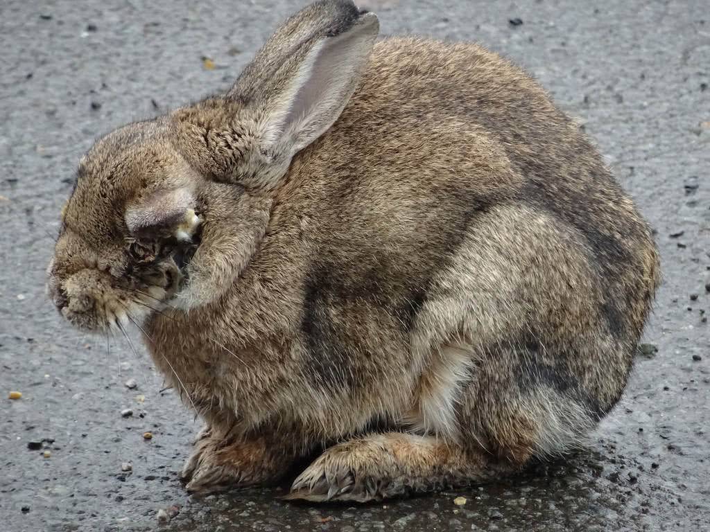 Пододерматит у кроликов причины, симптомы и лечение болезни (фото)