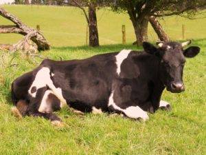 Симптомы и методы лечения атонии преджелудков у коровы