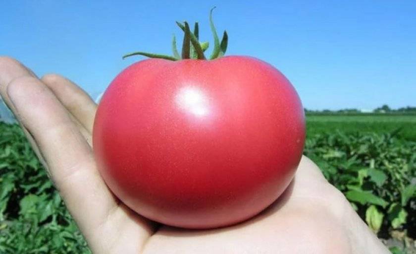 Характеристика и описание сорта томата Пинк уникум, его урожайность