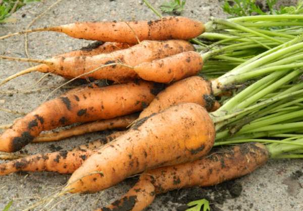 Когда убирать с грядки морковь, свеклу, сельдерей и другие корнеплоды на хранение